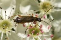 Grammoptera ustulata