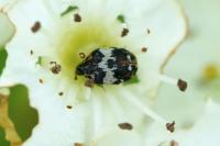 Anthrenus