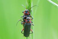 Cantharis rustica