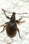 Otiorhynchus aurifer