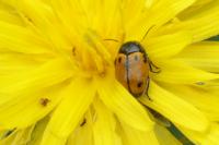 Cryptocephalus rugicollis