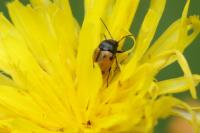 Cryptocephalus rugicollis
