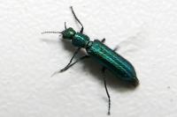 Psilothrix viridicoerulea