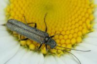 Oedemera