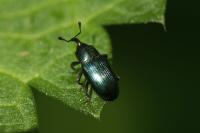 Aulacobaris coerulescens