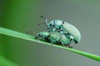 Phyllobius virideaeris