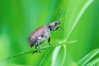 Phyllobius pyri