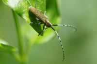 Agapanthia dahli
