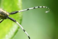 Agapanthia dahli
