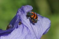 Trichodes alvearius