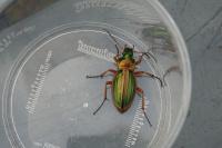 Carabus auratus