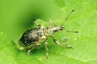 Phyllobius pomaceus