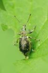 Phyllobius pomaceus