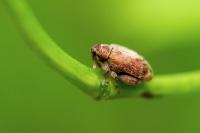 Orchestes quercus