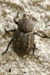 Minyops carinatus