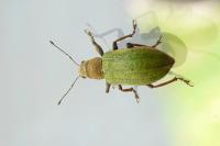 Pachyrhinus lethierryi
