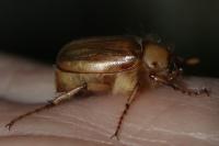 Rhizotrogus marginipes