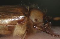 Rhizotrogus marginipes