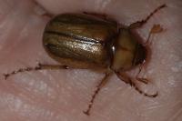 Rhizotrogus marginipes