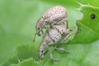 Attactagenus plumbeus