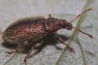 Phyllobius betulinus