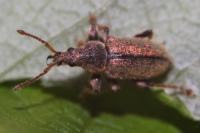 Phyllobius betulinus