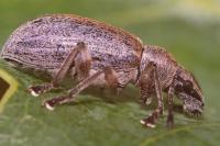Phyllobius pyri