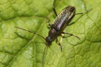 Grammoptera ruficornis