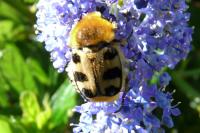 Trichius fasciatus