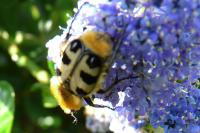 Trichius fasciatus