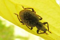 Otiorhynchus aurifer