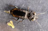 Notiophilus quadripunctatus