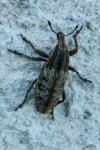 Mecaspis alternans
