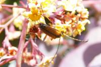 Alosterna tabacicolor