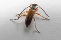Alosterna tabacicolor