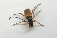 Alosterna tabacicolor