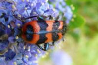 Trichodes alvearius
