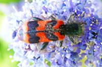 Trichodes alvearius
