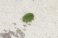 Cassida rubiginosa