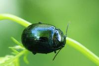 Chrysolina oricalcia