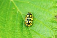Propylea quatuordecimpunctata