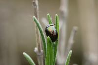 Chrysolina americana