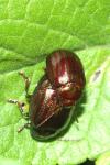 Chrysolina americana