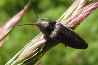 Cidnopus pilosus