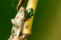 Crepidodera aurata