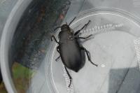 Blaps lethifera