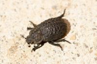 Trox perlatus
