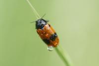 Clytra laeviuscula