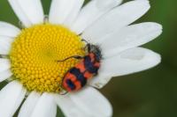 Trichodes alvearius