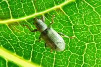 Pachyrhinus lethierryi